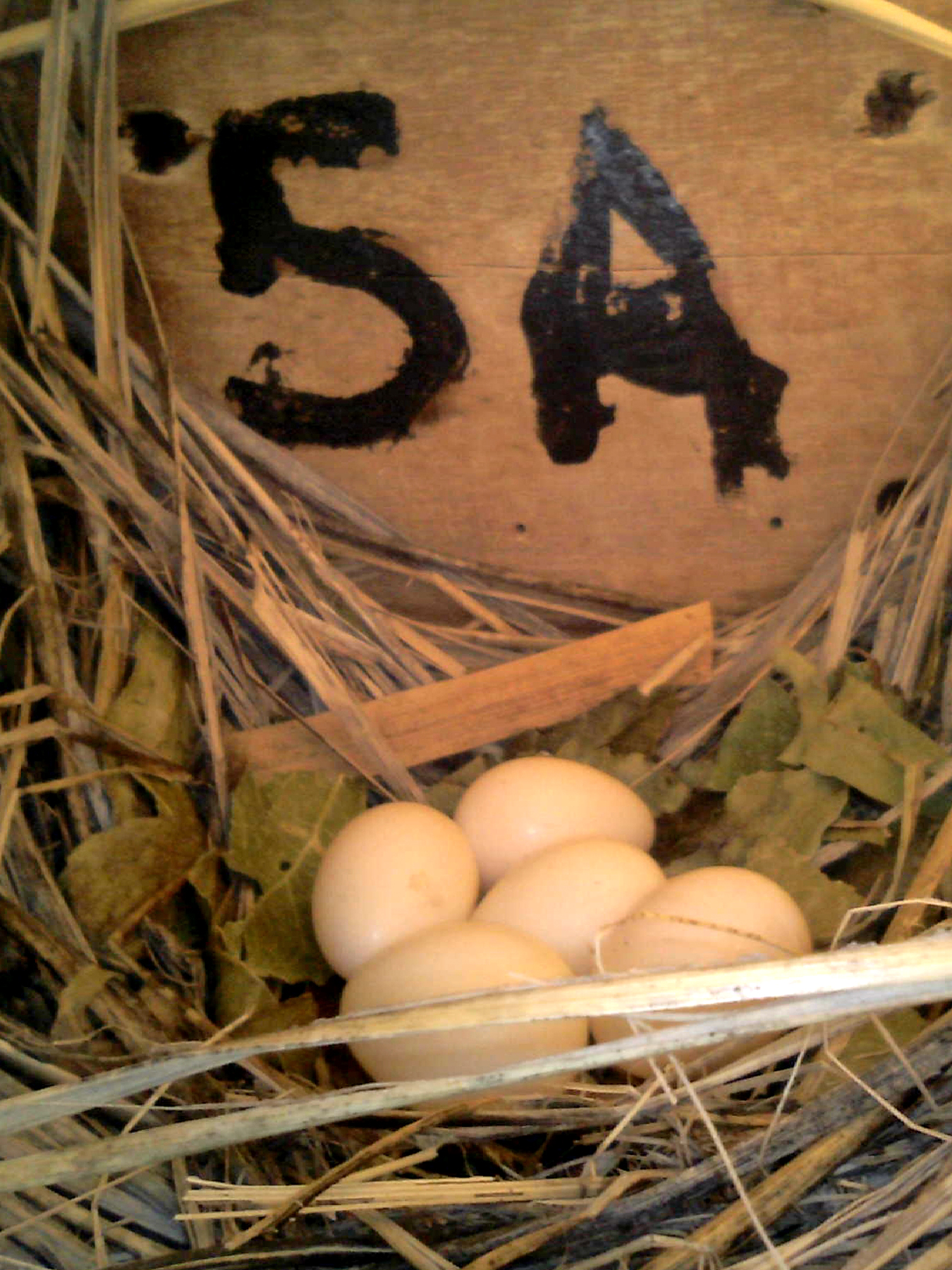 OPAS 5A